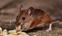 24 Hour & Emergency Exterminators in Saragosa, TX